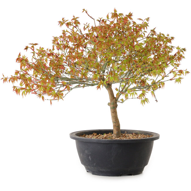 Acer palmatum Kiyohime, 29 cm, ± 8 ans