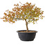 Acer palmatum Kiyohime, 29 cm, ± 8 Jahre alt