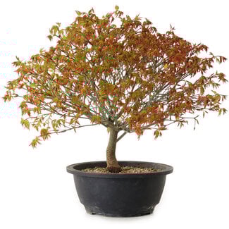Acer palmatum Kiyohime, 29 cm, ± 8 ans
