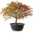 Acer palmatum Kiyohime, 29 cm, ± 8 ans