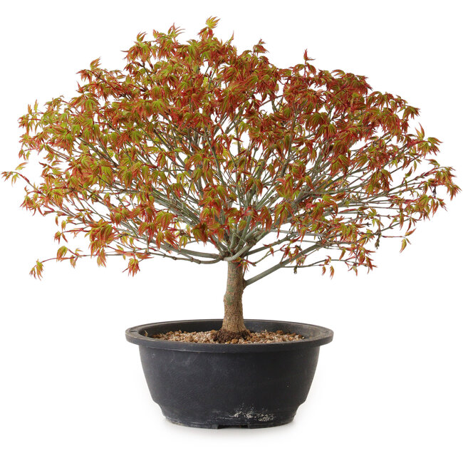 Acer palmatum Kiyohime, 29 cm, ± 8 ans
