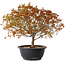 Acer palmatum Kiyohime, 29 cm, ± 8 ans