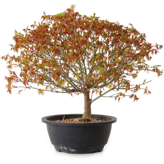 Acer palmatum Kiyohime, 29 cm, ± 8 ans