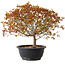 Acer palmatum Kiyohime, 29 cm, ± 8 ans