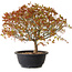 Acer palmatum Kiyohime, 29 cm, ± 8 ans