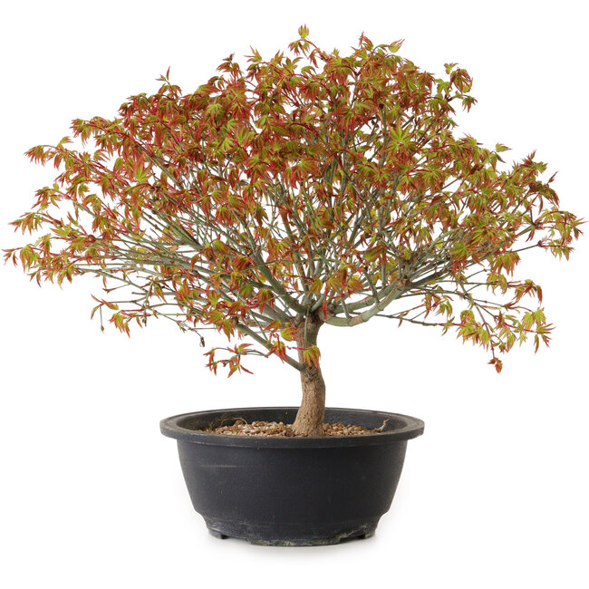 Acer palmatum Kiyohime, 29 cm, ± 8 ans