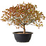 Acer palmatum Kiyohime, 29 cm, ± 8 ans