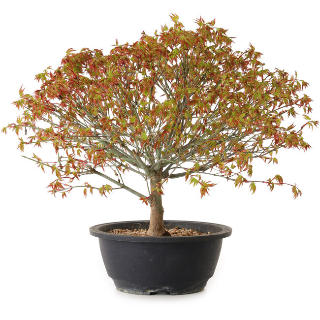 Acer palmatum Kiyohime, 29 cm, ± 8 ans