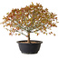 Acer palmatum Kiyohime, 29 cm, ± 8 ans