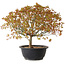 Acer palmatum Kiyohime, 29 cm, ± 8 ans