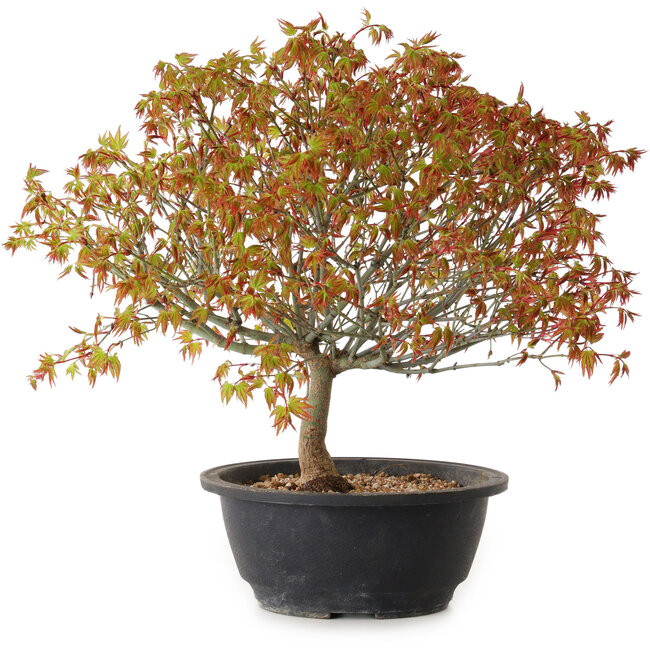 Acer palmatum Kiyohime, 29 cm, ± 8 ans