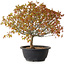 Acer palmatum Kiyohime, 29 cm, ± 8 ans