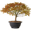 Acer palmatum Kiyohime, 23 cm, ± 8 ans