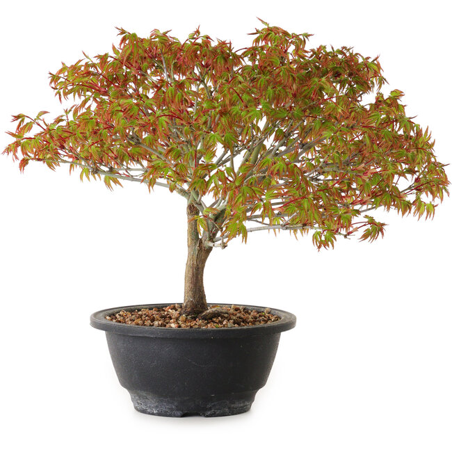 Acer palmatum Kiyohime, 23 cm, ± 8 ans