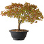 Acer palmatum Kiyohime, 23 cm, ± 8 ans