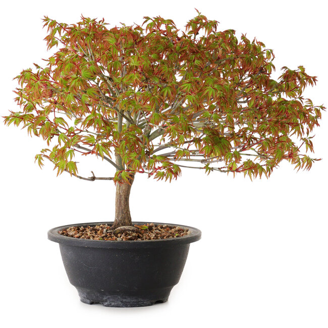 Acer palmatum Kiyohime, 23 cm, ± 8 ans