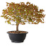 Acer palmatum Kiyohime, 23 cm, ± 8 ans