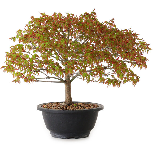 Acer palmatum Kiyohime, 23 cm, ± 8 ans