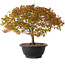 Acer palmatum Kiyohime, 23 cm, ± 8 ans