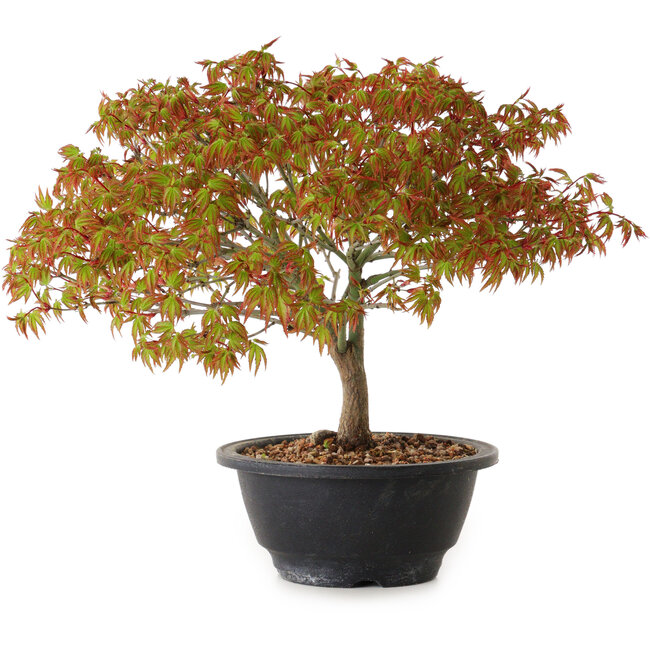 Acer palmatum Kiyohime, 23 cm, ± 8 ans