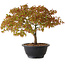 Acer palmatum Kiyohime, 23 cm, ± 8 ans