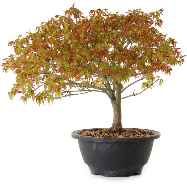 Acer palmatum Kiyohime, 23 cm, ± 8 ans