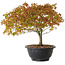 Acer palmatum Kiyohime, 23 cm, ± 8 ans