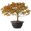 Acer palmatum Kiyohime, 23 cm, ± 8 ans