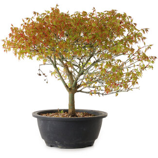 Acer palmatum Kiyohime, 29 cm, ± 8 ans