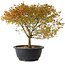Acer palmatum Kiyohime, 29 cm, ± 8 ans