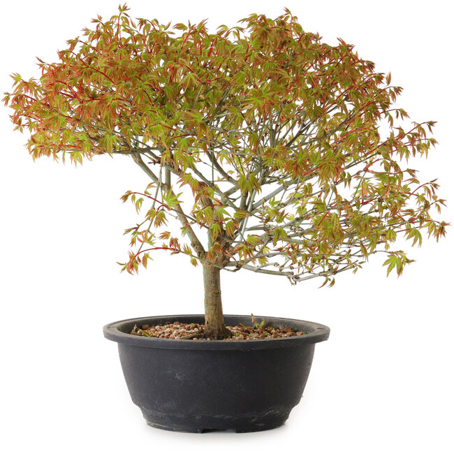 Acer palmatum Kiyohime, 29 cm, ± 8 years old