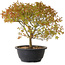 Acer palmatum Kiyohime, 29 cm, ± 8 anni