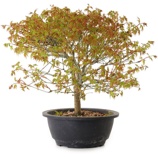 Acer palmatum Kiyohime, 29 cm, ± 8 anni