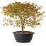 Acer palmatum Kiyohime, 29 cm, ± 8 años