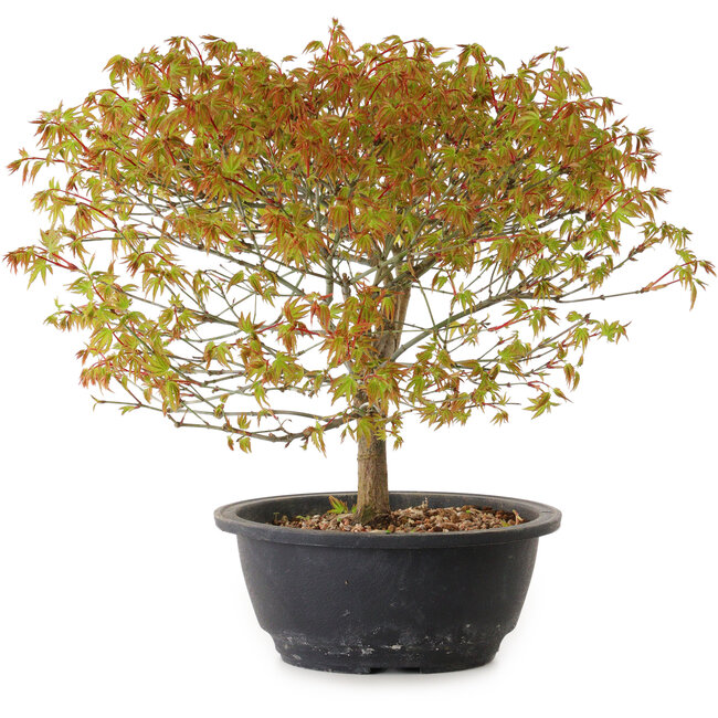 Acer palmatum Kiyohime, 29 cm, ± 8 ans