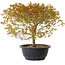 Acer palmatum Kiyohime, 29 cm, ± 8 anni