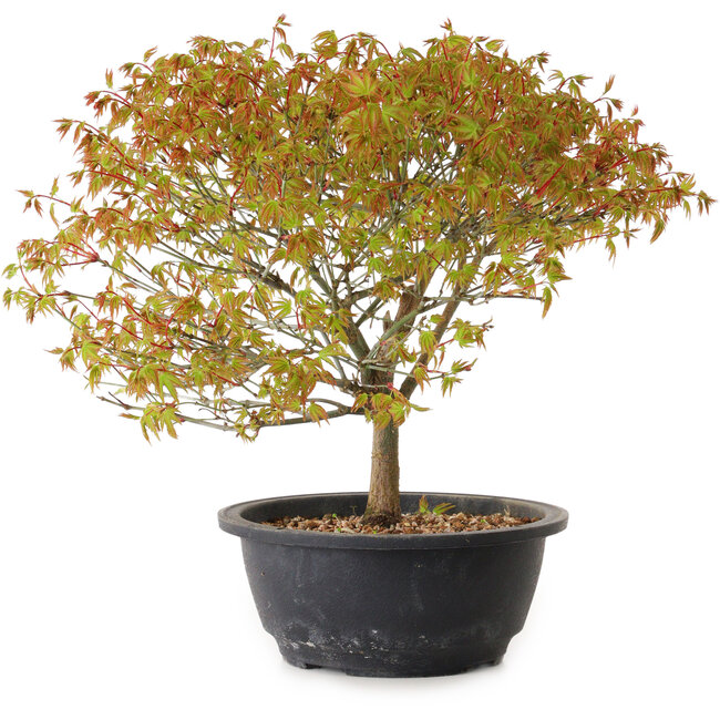 Acer palmatum Kiyohime, 29 cm, ± 8 anni