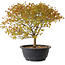 Acer palmatum Kiyohime, 29 cm, ± 8 años