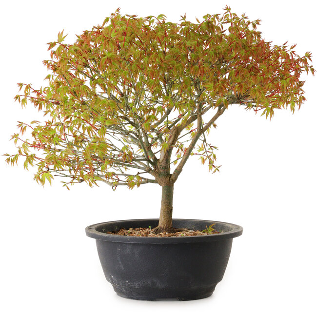 Acer palmatum Kiyohime, 29 cm, ± 8 ans