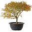 Acer palmatum Kiyohime, 29 cm, ± 8 anni