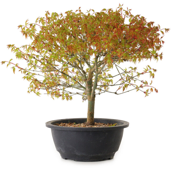 Acer palmatum Kiyohime, 29 cm, ± 8 años