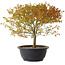 Acer palmatum Kiyohime, 29 cm, ± 8 anni