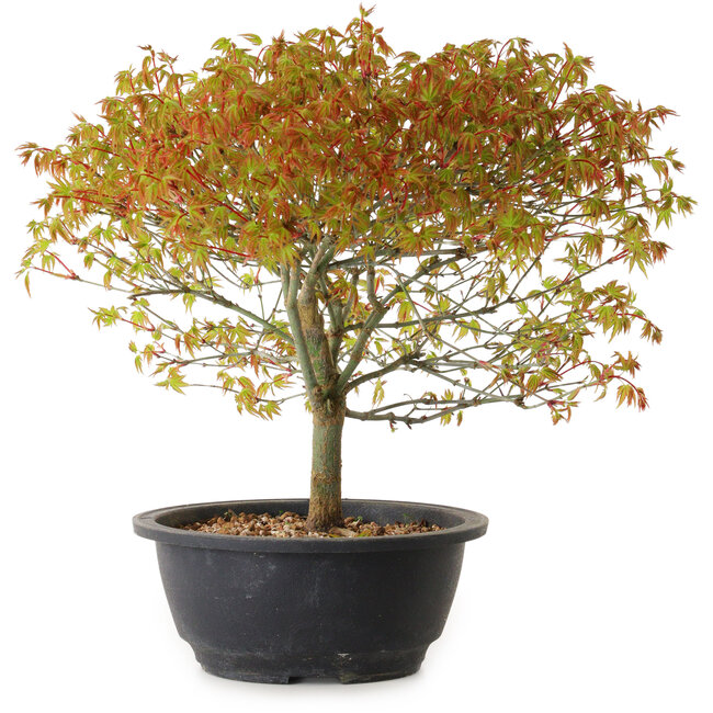 Acer palmatum Kiyohime, 29 cm, ± 8 ans