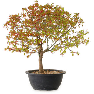 Acer palmatum Kiyohime, 29 cm, ± 8 años
