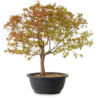 Acer palmatum Kiyohime, 29 cm, ± 8 ans