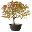 Acer palmatum Kiyohime, 29 cm, ± 8 years old