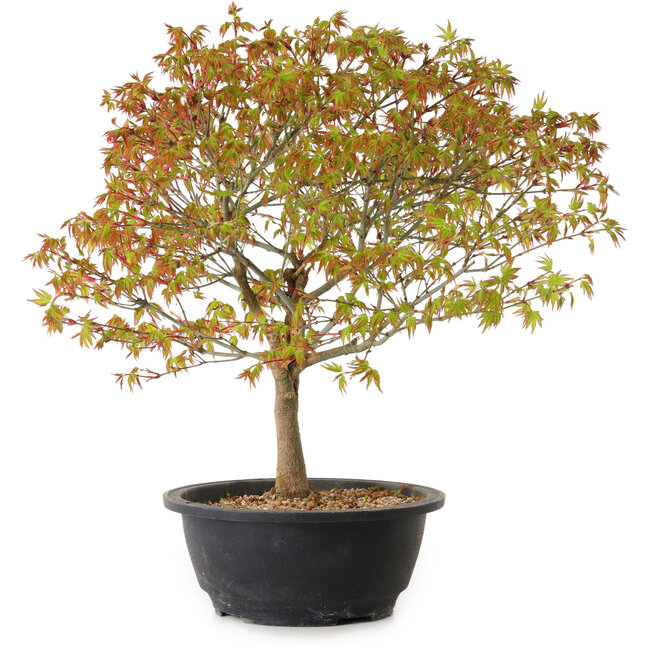 Acer palmatum Kiyohime, 29 cm, ± 8 anni