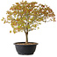 Acer palmatum Kiyohime, 29 cm, ± 8 ans