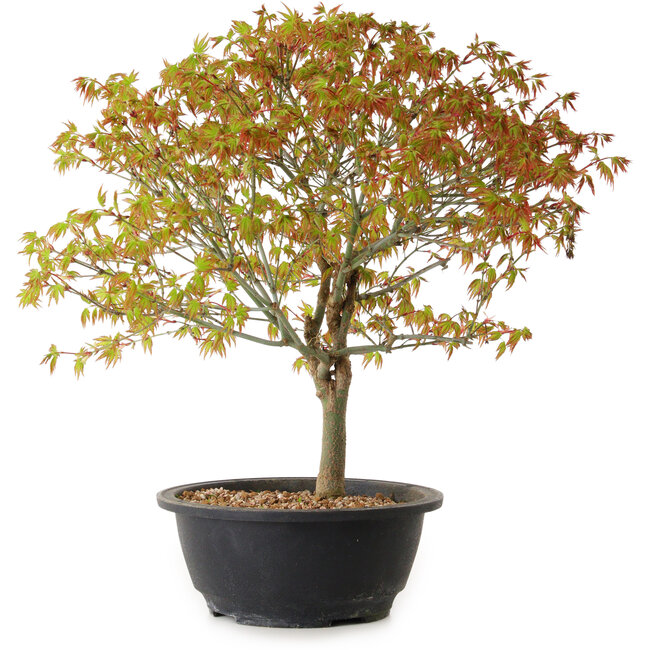 Acer palmatum Kiyohime, 29 cm, ± 8 años