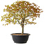 Acer palmatum Kiyohime, 29 cm, ± 8 Jahre alt